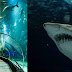 Aquario libera entrada gratuita para crianças durante a primeira quinzena de outubro
