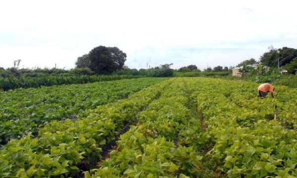 Governo federal libera R$ 64,3 milhões para segurança alimentar e povos indígenas