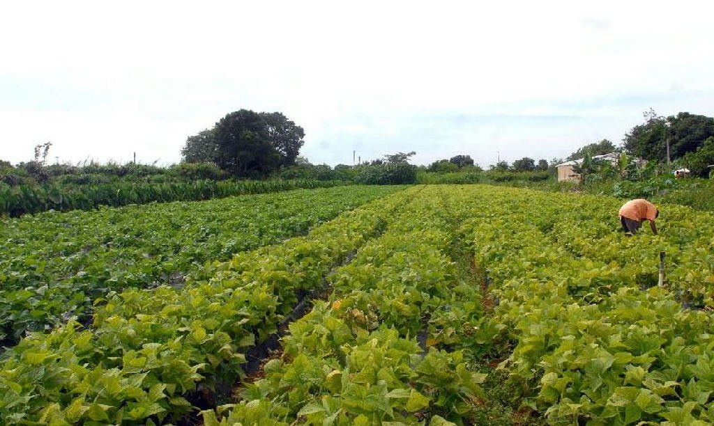 Governo federal libera R$ 64,3 milhões para segurança alimentar e povos indígenas