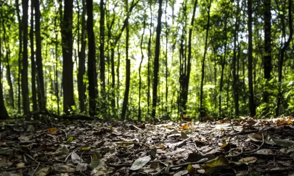 Produção florestal brasileira atinge recorde histórico de R$ 47,9 bilhões em 2025