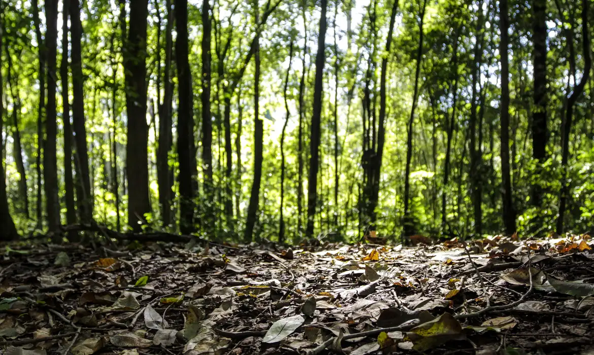 Produção florestal brasileira atinge recorde histórico de R$ 47,9 bilhões em 2025