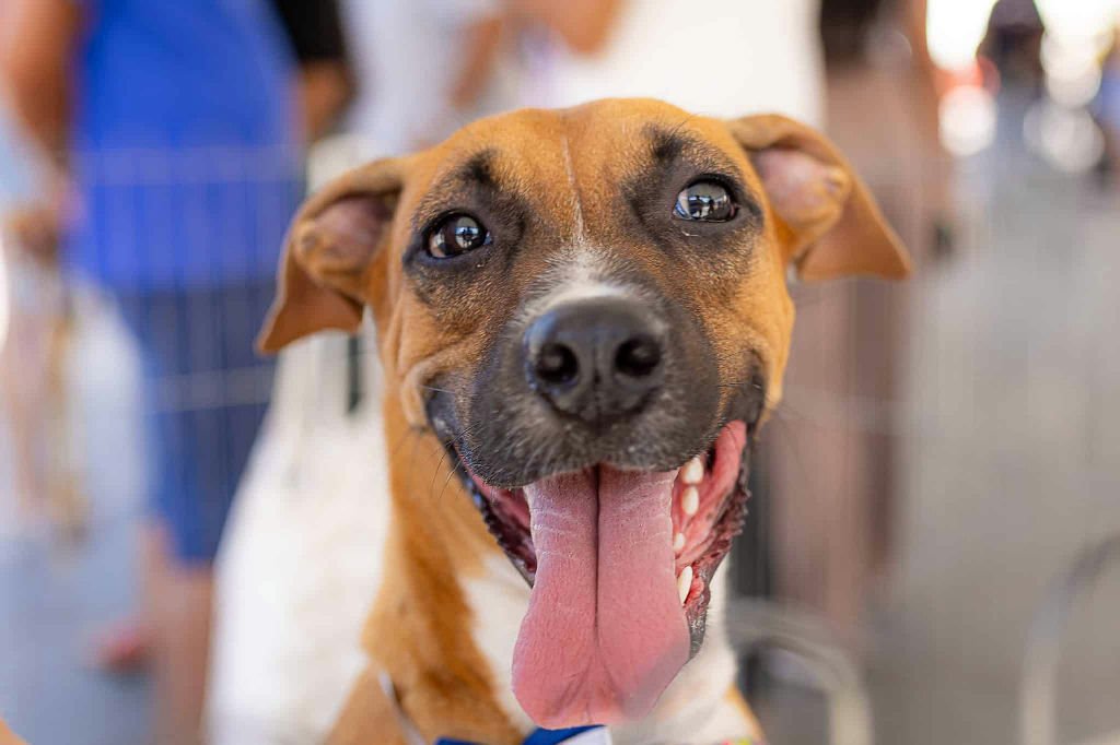 Adoção de cães e gatos movimenta o Centro de Maricá neste sábado