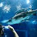 Aquario promove Sessão Azul com entrada gratuita para pessoas com autismo no Rio