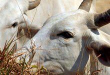 Carne bovina brasileira enfrenta tarifa de 67% para exportação à China