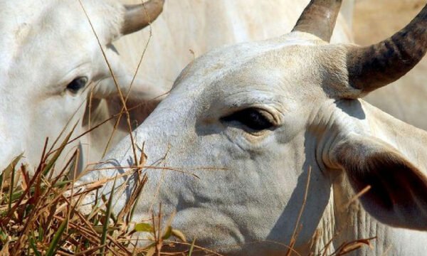 Carne bovina brasileira enfrenta tarifa de 67% para exportação à China