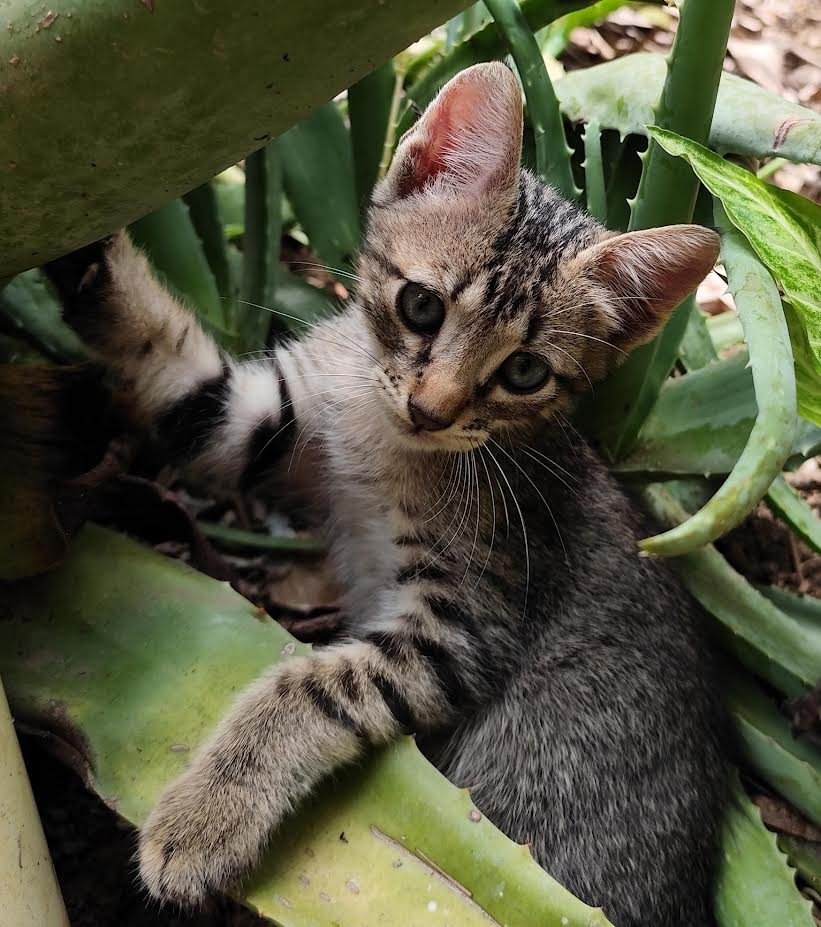 Caxias Shopping promove nova edição de feira para adoção de animais
