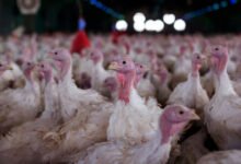 Ministério da Agricultura restringe área após identificar foco de Newcastle em perus catarinenses