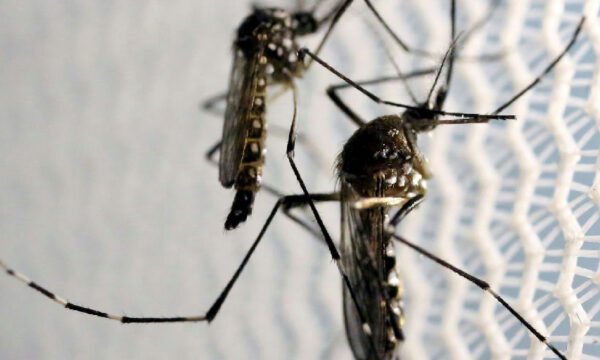 Quase metade dos municípios brasileiros enfrenta risco de infestação pelo Aedes aegypti