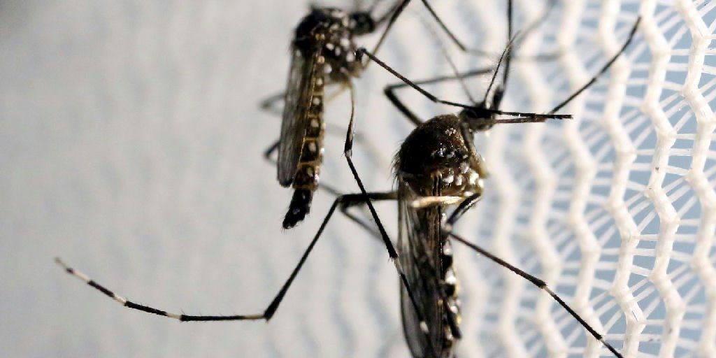 Quase metade dos municípios brasileiros enfrenta risco de infestação pelo Aedes aegypti